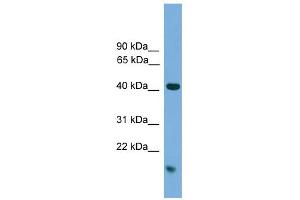 WB Suggested Anti-MAPK1 Antibody Titration: 0.