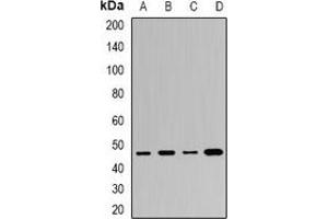 Western blot analysis of BAF53B expression in HL60 (A), Hela (B), HepG2 (C), mouse brain (D) whole cell lysates. (Actin-Like 6B antibody)