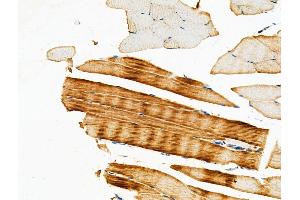 ABIN6259148 and ABIN6275431 at 1/100 staining Mouse muscle tissue by IHC-P. (PDHA1 antibody  (C-Term))
