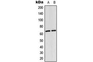 Western blot analysis of NF-kappaB p65 (AcK310) expression in HeLa (A), mouse lung (B) whole cell lysates. (NF-kB p65 antibody  (acLys310))