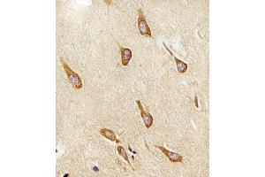 Immunohistochemical analysis of raffin-embedded H. (PAFAH1B1 antibody  (N-Term))