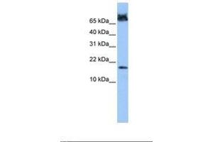 Image no. 1 for anti-FUN14 Domain Containing 1 (FUNDC1) (N-Term) antibody (ABIN6739392) (FUNDC1 antibody  (N-Term))