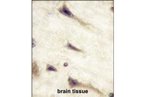 Formalin-fixed and paraffin-embedded human brain tissue reacted with EPHA5 Monoclonal Antibody (ABIN387809 and ABIN2843902) , which was peroxidase-conjugated to the secondary antibody, followed by DAB staining. (EPH Receptor A5 antibody)