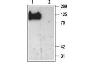 Western blot analysis of rat brain membranes: - 1. (DLG2 antibody  (AA 336-379))