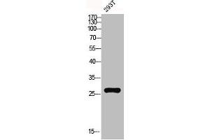 Western blot analysis of 293T lysis using MRP-L10 antibody. (MRPL1 antibody  (C-Term))
