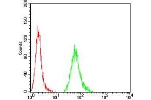 Flow cytometric analysis of A431 cells using KBTBD8 mouse mAb (green) and negative control (red). (KBTBD8 antibody  (AA 264-464))