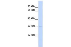 Image no. 1 for anti-Proteasome (Prosome, Macropain) Assembly Chaperone 1 (PSMG1) (C-Term) antibody (ABIN6740935) (PSMG1 antibody  (C-Term))