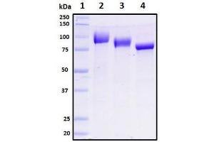 Deglycosylation of purified recombinant proteins.