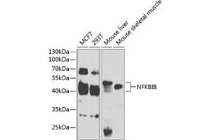 Western blot analysis of extracts of various cell lines, using NFKBIB antibody (ABIN6130475, ABIN6144584, ABIN6144585 and ABIN6221459) at 1:1000 dilution. (NFKBIB antibody  (AA 1-356))