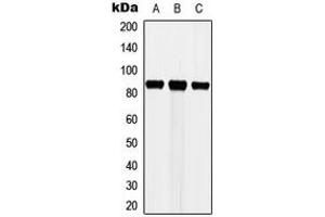 Western blot analysis of Cortactin expression in MCF7 (A), HeLa (B), NIH3T3 (C) whole cell lysates.