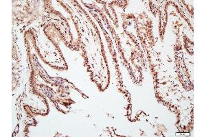 Paraformaldehyde-fixed, paraffin embedded mouse placenta, Antigen retrieval by boiling in sodium citrate buffer (pH6. (TAZ antibody  (AA 1-100))