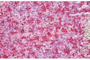 Human Spleen, Macrophages: Formalin-Fixed, Paraffin-Embedded (FFPE) (HMOX1 antibody  (AA 1-30))