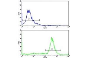 Flow cytometric analysis of ATDC5 cells using Prohibitin antibody (green) compared to a negative control (blue). (Prohibitin antibody  (AA 92-121))