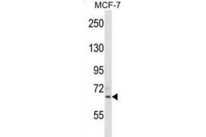 Western Blotting (WB) image for anti-Sialic Acid Binding Ig-Like Lectin 11 (SIGLEC11) antibody (ABIN2998652) (SIGLEC11 antibody)