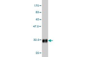 Western Blotting (WB) image for anti-NADH Dehydrogenase (Ubiquinone) 1 beta Subcomplex, 3, 12kDa (NDUFB3) (AA 13-65) antibody (ABIN561937)