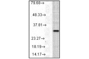 VAlidation of Detection Antibody: Western blot analysis of    HO-1 in a human cell line mix showing specificity at    ~32kDa