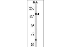 Western blot analysis of NU Antibody (N-term) (ABIN653061 and ABIN2842662) in Hela cell line lysates (35 μg/lane). (NUP153 antibody  (N-Term))