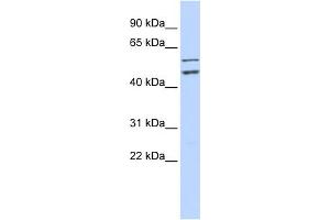 WB Suggested Anti-CDC20 Antibody Titration:  0. (CDC20 antibody  (N-Term))