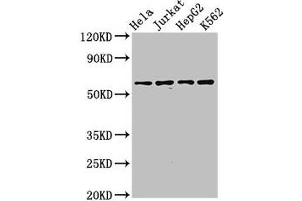 SMARCD1 Antikörper  (AA 7-124)