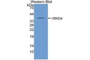 Western Blotting (WB) image for anti-Transition Protein 1 (During Histone To Protamine Replacement) (TNP1) (AA 3-53) antibody (ABIN1980530)