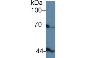 Western blot analysis of Chicken Serum, using Chicken INHbB Antibody (5 µg/ml) and HRP-conjugated Goat Anti-Rabbit antibody ( (INHBB antibody  (AA 277-391))