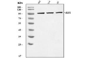Western blot analysis of AGO1 using anti-AGO1 antibody (ABIN7599960). (AGO1 antibody  (AA 131-171))