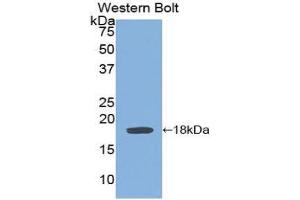Western Blotting (WB) image for anti-Interleukin 6 Signal Transducer (Gp130, Oncostatin M Receptor) (IL6ST) (AA 606-756) antibody (ABIN1859040) (CD130/gp130 antibody  (AA 606-756))