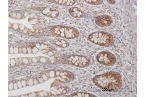Immunostaining (ISt) image for anti-Transcription Factor A, Mitochondrial (TFAM) (AA 1-246) antibody (ABIN520832)