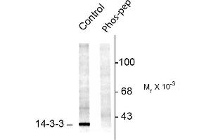 Western blots of rat brainstem lysate showing specific immuno- labeling of the ~29k 14-3-3 protein phosphorylated at Ser58 (Control). (YWHAB antibody  (pSer58))