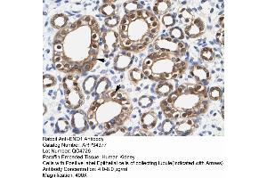 Human kidney (ENO1 antibody  (Middle Region))