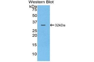 Western Blotting (WB) image for anti-Protein tyrosine Phosphatase, Receptor Type, B (PTPRB) (AA 1655-1918) antibody (ABIN1860364) (PTPRB antibody  (AA 1655-1918))