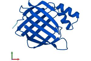 AlphaFold protein structure predicition of Human Recombinant CRABP2 Protein, UniprotID P29373 (CRABP2 Protein (AA 1-138) (His tag))