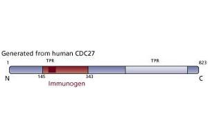 Image no. 3 for anti-Cell Division Cycle 27 Homolog (S. Cerevisiae) (CDC27) (AA 145-343) antibody (ABIN967981) (CDC27 antibody  (AA 145-343))