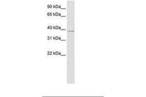 Image no. 1 for anti-MANSC Domain Containing 1 (MANSC1) (N-Term) antibody (ABIN202506) (MANSC1 antibody  (N-Term))