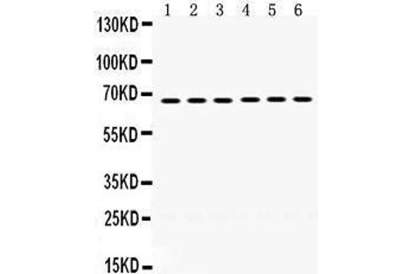 ERV3 antibody  (C-Term)