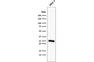 Western Blot Analysis of MCF-7 cell lysate using Bcl-2 Mouse Recombinant Monoclonal Antibody (rBCL2/782).