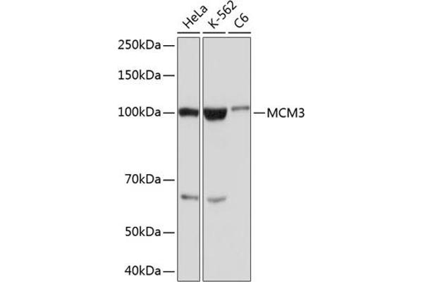 MCM3 antibody