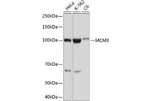Western blot analysis of extracts of various cell lines, using MCM3 Rabbit mAb (ABIN7268540) at 1:1000 dilution. (MCM3 antibody)