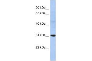 WB Suggested Anti-NP Antibody Titration:  0. (NP (Middle Region) antibody)
