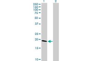 Western Blot analysis of CLDN1 expression in transfected 293T cell line by CLDN1 MaxPab polyclonal antibody. (Claudin 1 antibody  (AA 1-211))