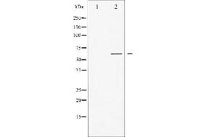Western blot analysis of GABA-RB phosphorylation expression in COS7 whole cell lysates,The lane on the left is treated with the antigen-specific peptide. (GABA-RB (pSer434) antibody)