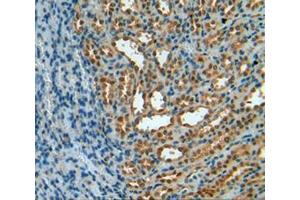 IHC-P analysis of kidney tissue, with DAB staining. (TXN antibody  (AA 1-105))