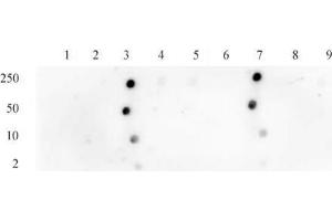 Histone H3 acetyl Lys18 antibody tested by dot blot analysis. (Histone 3 antibody  (H3K18ac))