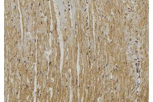 ABIN6272943 at 1/100 staining Mouse muscle tissue by IHC-P. (GOLPH3 antibody  (C-Term))