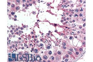 ABIN185164 (5µg/ml) staining of paraffin embedded Human Testis. (Exportin 7 antibody  (C-Term))