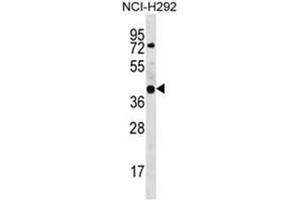 Western blot analysis of GTPBP10 Antibody (C-term) Cat. (GTPBP10 antibody  (C-Term))