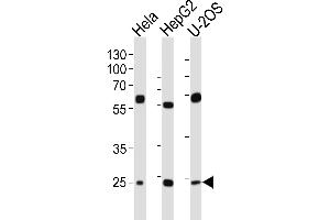 Western Blotting (WB) image for anti-Transcription Factor A, Mitochondrial (TFAM) (AA 216-246), (C-Term) antibody (ABIN654229)