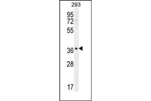 Western blot analysis in 293 cell line lysates (35 ug/lane) using SACA1 Antibody (N-term) Cat.