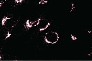 Immunofluorescence staining of L6 cells (Rat skeletal muscle myoblasts, ATCC CRL-1458). (TGOLN2 antibody  (AA 31-244))