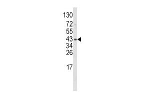 Western blot analysis of WNT5B Antibody (Center) (ABIN652544 and ABIN2842366) in mouse bladder tissue lysates (35 μg/lane). (WNT5B antibody  (AA 153-182))